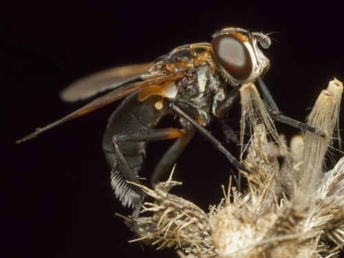 Trichopoda pictipennis