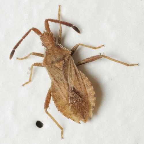 Coriomeris sp.