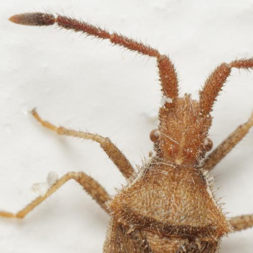 Coriomeris sp.