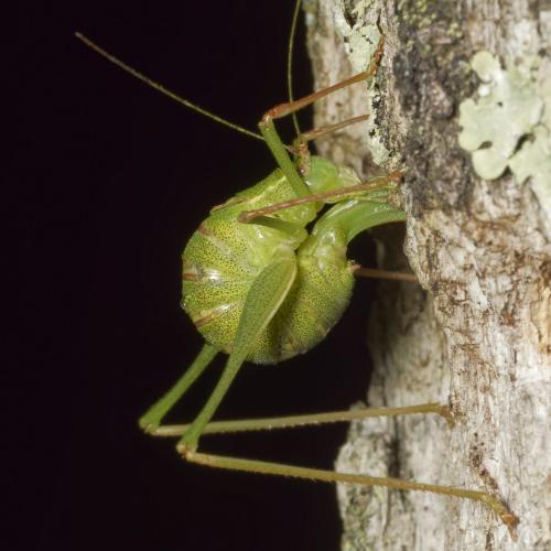 Réf. 349 303 : Leptophyes punctatissima