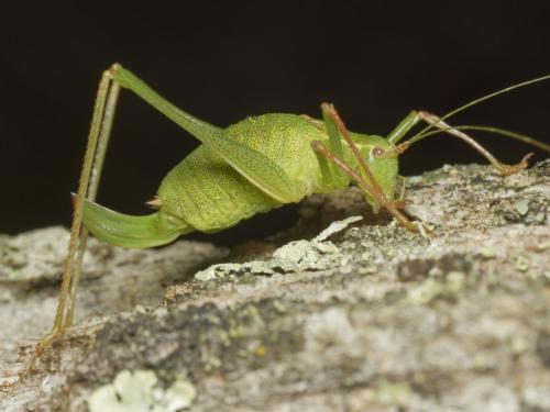 Réf. 349 830 : Leptophyes punctatissima