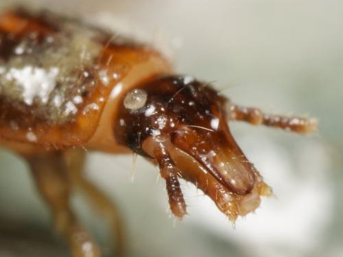 Omalisus fontisbellaquei