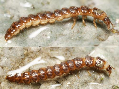 Réf. 349 309 : Omalisus fontisbellaquei