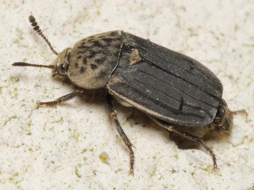 Thanatophilus sinuatus