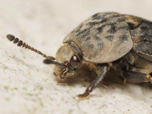 Thanatophilus sinuatus
