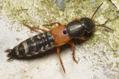 Réf. 349 466 : Platydracus stercorarius