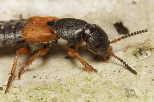 Réf. 349 467 : Platydracus stercorarius