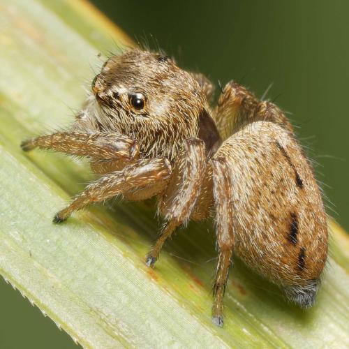 Evarcha arcuata