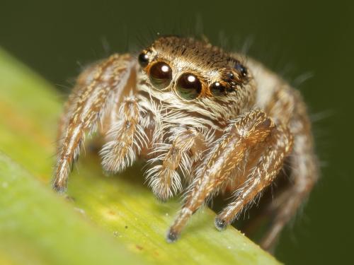 Evarcha arcuata