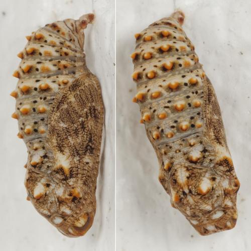 Melitaea sp.