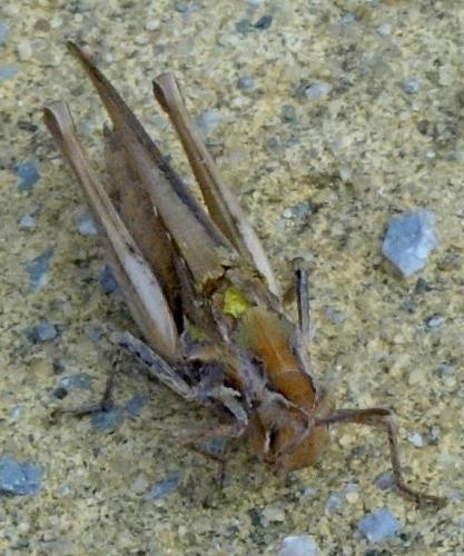 Calephorus compressicornis