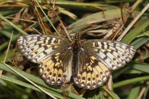 Réf. 349 868 : Boloria sp.
