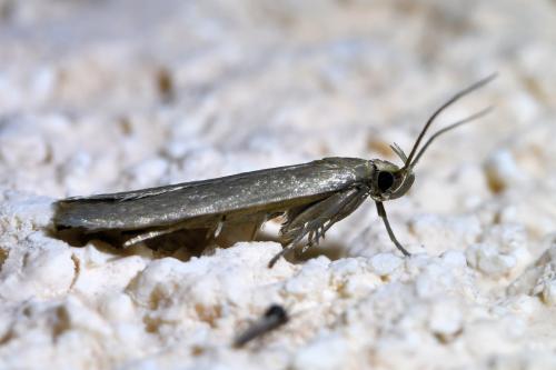 Réf. 349 160 : Acompsia cinerella