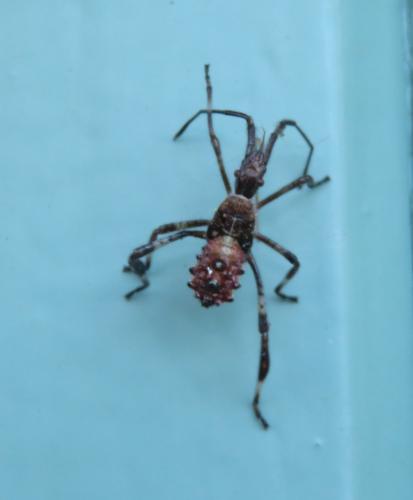 Réf. 349 264 : Leptoglossus occidentalis