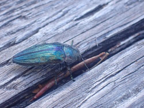 Réf. 349 656 : Buprestis rustica