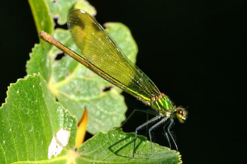 Réf. 349 704 : Calopteryx xanthostoma