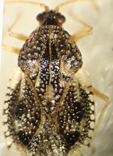 Dictyla humuli