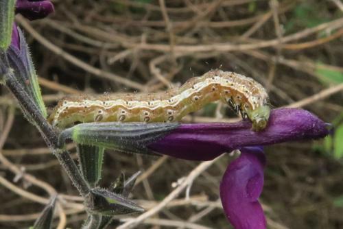Réf. 349 377 : Helicoverpa armigera