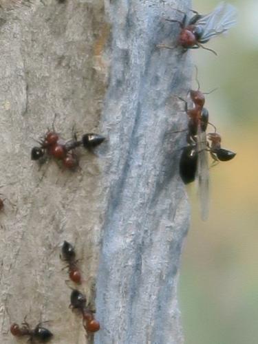 Réf. 349 791 : Crematogaster scutellaris