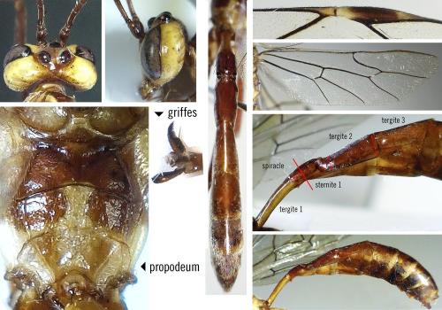 Ophion forticornis