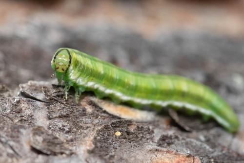 Gilpinia virens