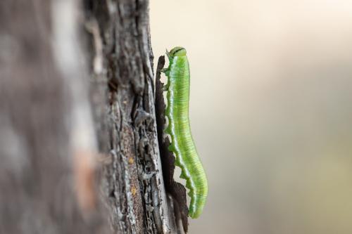 Gilpinia virens