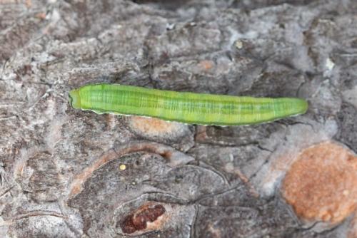 Gilpinia virens