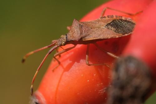 Gonocerus acuteangulatus