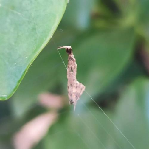 Réf. 349 166 : Uloborus plumipes