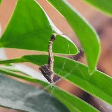 Réf. 349 165 : Uloborus plumipes