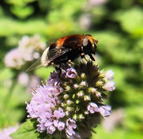 Réf. 349 533 : Eristalis intricaria