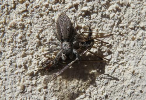 Menemerus taeniatus