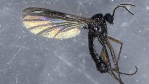 Réf. 349 892 : Schwenckfeldina carbonaria
