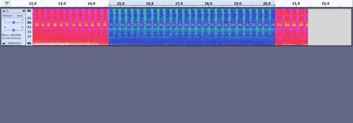 Sonogramme sp.