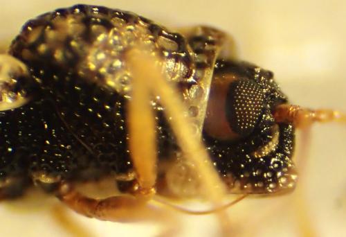 Dictyla humuli