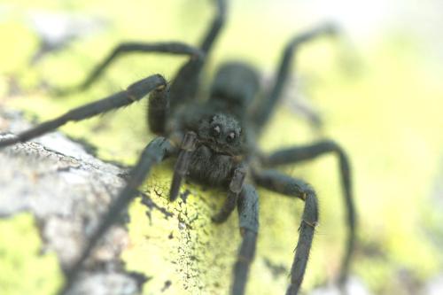 Réf. 349 769 : Vesubia jugorum