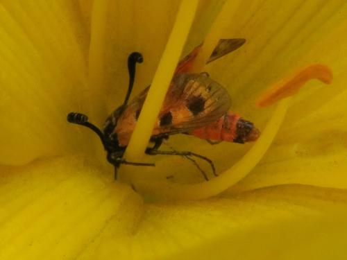 Zygaena fausta