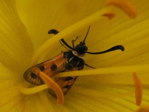 Zygaena fausta