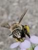 349978 – Photo : Danièle Tixier-Inrep – France (30)