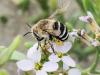 349982 – Photo : Danièle Tixier-Inrep – France (30)
