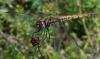 349645 – Photo : Magne Michel – France (65)