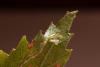 349350 – Photo : Pierre Duhem – France (73)