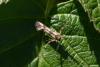 349487 – Photo : Pierre Duhem – France (73)