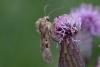 349638 – Photo : Pierre Duhem – France (73)