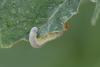 349837 – Photo : Pierre Duhem – France (73)