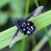 349163 – Photo : Mathurin CARNET – France (71)