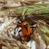 349149 – Photo : Mathurin CARNET – France (58)