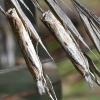 349582 – Photo : Liliane Delattre – France (30)