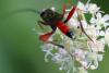 349451 – Photo : Bernard Mallet – France (60)