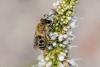 349822 – Photo : Pierre PAILLUSSEAU – France (33)